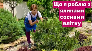 Що я роблю з ЯЛИНАМИ 🌲 СОСНАМИ влітку