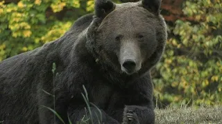 فيديو | هجمات الدببة على البشر في المناطق الرومانية الريفية في تزايد مستمر