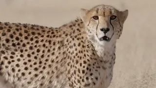 Namibia - Cheetahs of the South