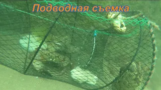 Много крупного краба. Ловля крабов, рыбы на ловушки. Черное море Абхазия. Как ловить крабов на  море