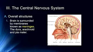 Cog Neuro Lecture  #7 The Nervous System(s)