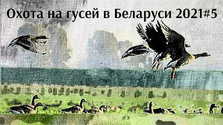 Охота на гусей в Беларуси 2021 #5| Goose hunting in Belarus 2021 # 5