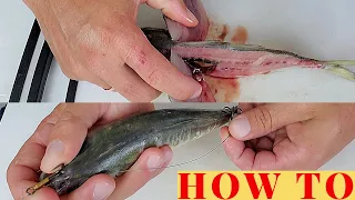 HOW to BUTTERFLY a BAIT, HOW to HOOK a LIVE BAIT on a KINGFISH RIG CORRECTLY.