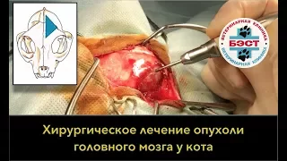 Хирургическое лечение опухоли головного мозга у кота