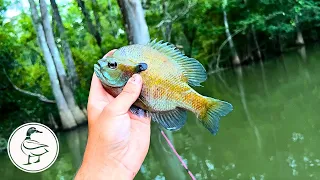 Catching PANFISH in a LOUISIANA River (Bluegill, Crappie, Rock Bass)