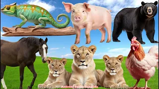 Happy Animal Moment, Familiar Animals Sounds: Chameleon, Horse, Lioness, Sun Bear - Animal Paradise