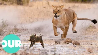 Unbelievable Footage Of Lions Hunting On Warthogs | Our World