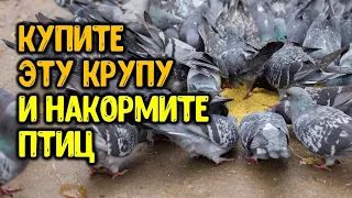 Купите эту крупу и накормите птиц