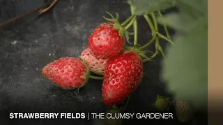 Strawberry picking in Hong Kong | THE CLUMSY GARDENER