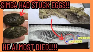 MY MALE SAVANNAH MONITOR WAS EGG BOUND AND ALMOST DIED?!? EMERGENCY SURGERY XRAYS VET BILLS NO SLEEP