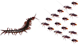 Centipede VS 100 Cockroach