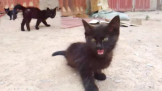 Orphaned kittens eagerly await my daily visit after losing their mother