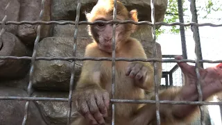 Шустрый Малыш соблюдает иерархию Все угостились! Nimble Kid observes the hierarchy! liked the grapes