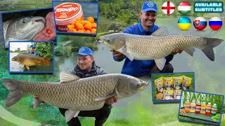 Summer Feeder Adventures part 5. Grass Carp of Mátravíz