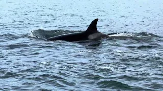 Close encounter with Orca Whales