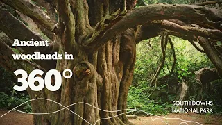 The ancient yew trees of Kingley Vale in 360 degree video