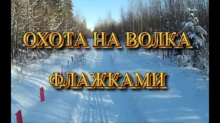 Охота на волка флажками