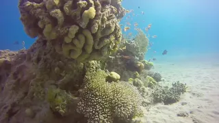 Free Dive Eilat, Israel