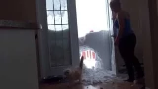 My cat jump  through the snowbank