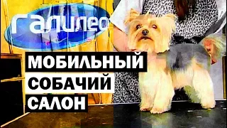 Галилео. Собачий мобильный салон 🐶 Mobile dog grooming