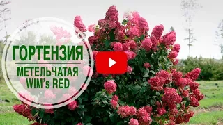 Сорта гортензии 🌺 Гортензия WIM's RED 🌺 Обзор hitsadTV