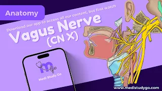 Vagus Nerve | Branches, Clinical Significance | 10th Cranial Nerve | Anatomy