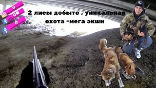 Охота с ягдтерьером, 2 лисы - мега экшн. Fox Hunt with Jagdterrier