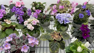 African Violets - May 2023