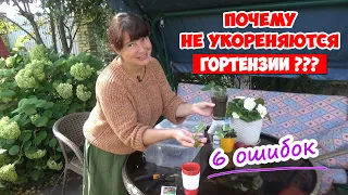 ЧЕРЕНКОВАНИЕ ГОРТЕНЗИИ - 6 Ваших ошибок! + Осеннее черенкование. Как сохранить черенки зимой?