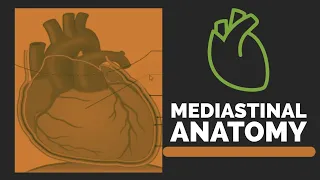 Mediastinum | Mediastinum Anatomy