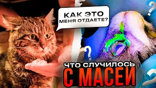 Перс меня ОБЛОМАЛ. Кузя ИЩЕТ ДОМ. Мася со сломанной лапой заболела. Сильва оказывается ШПИОН. Обзор.