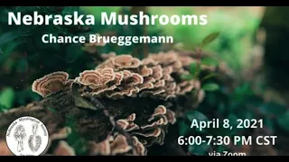 Nebraska Mushrooms with Chance Brueggemann