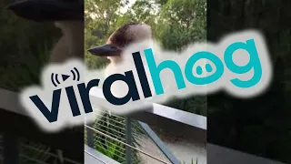 Adorable Baby Kookaburra Demonstrates its Signature Laugh || ViralHog