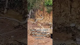 ULAR KOBRA TERBESAR DI KALIMANTAN - GIANT BORNEO COBRA