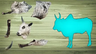 CUTE ANIMALS Indian Ox Zebu 귀여운 동물 인도 황소 얼룩말