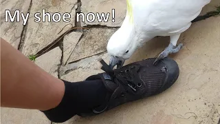 Bitey cockatoo steals my shoe right off my foot! (sound on)