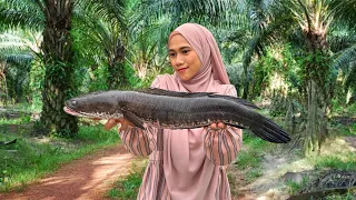 MASAK HARUAN HASIL MANCING DI PAYA KELAPA SAWIT |Haruan sambal hijau | Snakehead fish in green sauce