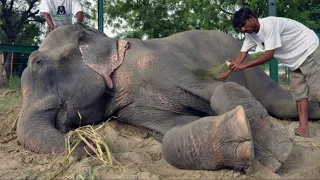 Когда его спасли после 50 лет мучений, слон заплакал