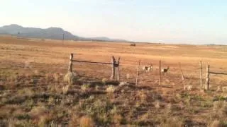 Pronghorn Arizona