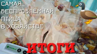 УТКИ 2020 🦆 ИТОГИ. Потрясающий вес в 42 дня. СКОЛЬКО ВЕСИТ ТУШКА