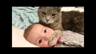 These cats are so funny you will die laughing - Funny Cat compilation 2019