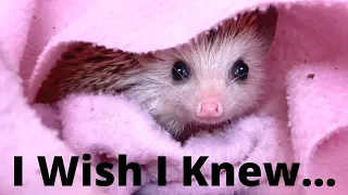 5 Things I WISH I Knew Before Getting A Hedgehog!