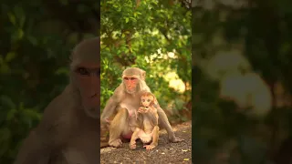 FUNNY CUTE MONKEY 😍 [ unique & cutest animals ]#оценкаканалов#приколы#coub#реакция#Shorts,wnba