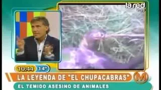 El temido Chupacabras