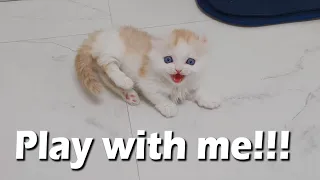 a Little Kitten Very Angry about Not Playing With Him