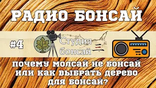 Почему моллсай не бонсай / как выбрать дерево для бонсай  / подкаст - Павел Горбачев @Studio.Bonsai