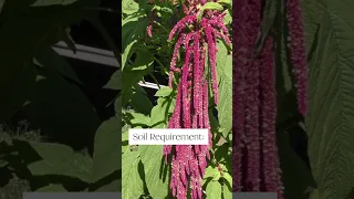 Everything you need to know to grow AMARANTH in less than 60 seconds!