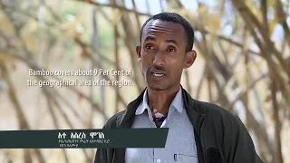 Ethiopia and Bamboo: Africa's Natural Resource and Industry of the Future?