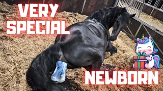 Newborn!!! 😍 Queen👑Uniek's very busy Birthday day part 3 | Friesian Horses