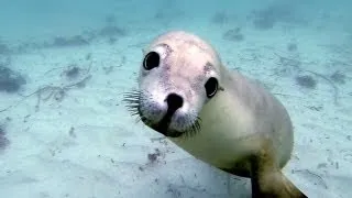 GoPro: Diving with Ocean Hounds